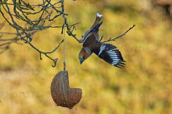 Hawfinch with open wings hanging on branch near food bowl looking down left