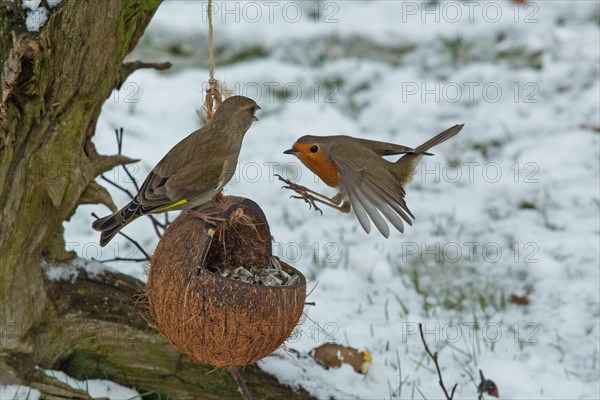 Robin with open wings flying left looking and greenfinch sitting on food bowl right looking in front of snow
