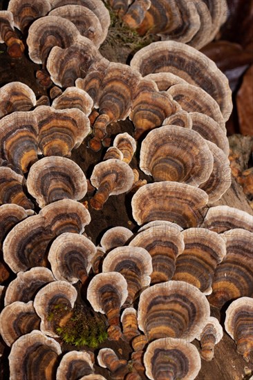 Butterfly stramete zonal white light brown and brown fruiting bodies next to each other on tree trunk