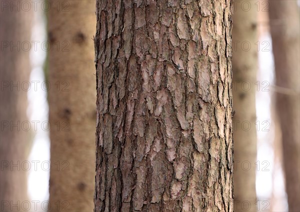 Scots pine (Pinus sylvestris), detail of the trunk in front of spruce trunks, play with depth of field and different structures, Upper Bavaria, Bavaria, Germany, Europe