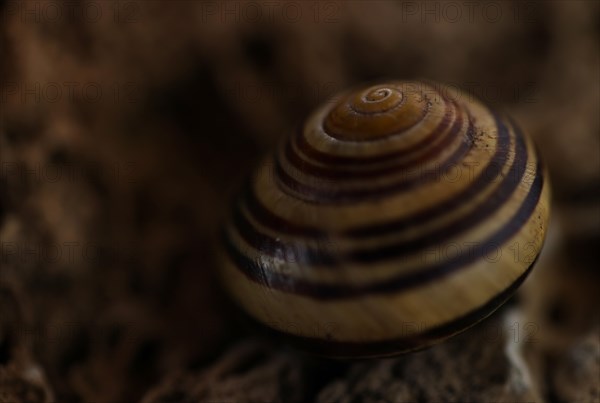 Small snail shell in shades of yellow and brown lies on a colour-matching background of tuff, Bavaria, Germany, Europe