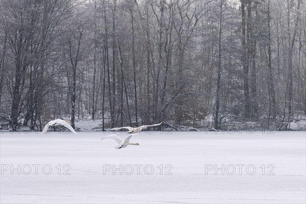 Flying mute swans in winter over the frozen Lindensee, Ruesselsheim am Main, Hesse, Germany, Europe