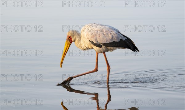 Yellow-billed stork (Mycteria ibis) in the water looking for food, at sunrise, Sunset Dam, Southern Kruger National Park, Kruger National Park, South Africa, Africa