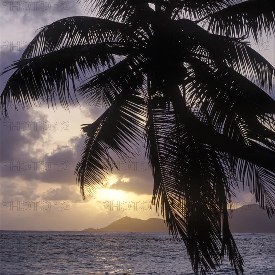 Palm tree in front of the sunset on the beach of La Digue, Seychelles, Africa