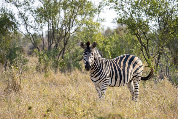 Plains zebra (Equus quagga) in dry grass, adult male, African savannah, Kruger National Park, South Africa, Africa