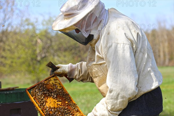 Beekeeper works on his hive