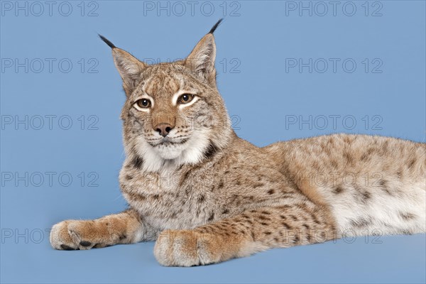 Eurasian lynx (Lynx lynx), lying, animal portrait, captive, studio shot