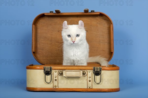 American-Curl kitten, age 17 weeks, colour red point with white, in suitcase, studio picture