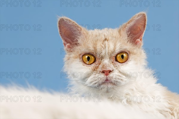 Pedigree cat Selkirk Rex longhair, age 1.5 years, colour fawn tortie white, studio photo