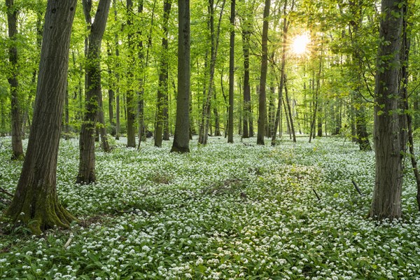 A deciduous forest with white flowering ramson (Allium ursinum) in spring in the evening sun with a sun star. Rhine-Neckar district, Baden-Wuerttemberg, Germany, Europe