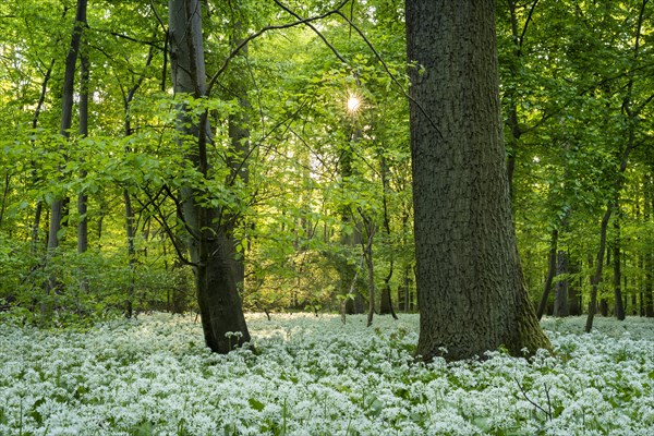 A deciduous forest with white flowering ramson (Allium ursinum) in spring in the evening sun with a sun star. Rhine-Neckar district, Baden-Wuerttemberg, Germany, Europe