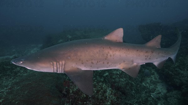 Sand tiger shark (Carcharias taurus) over the reef. Aliwal Shoal Dive Site, Umkomaas, KwaZulu Natal, South Africa, Africa