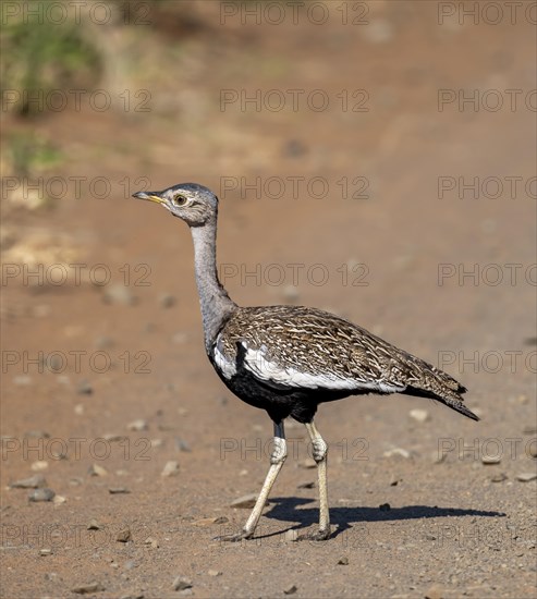 Red-crested korhaan (Lophotis ruficrista), adult male, Kruger National Park, South Africa, Africa