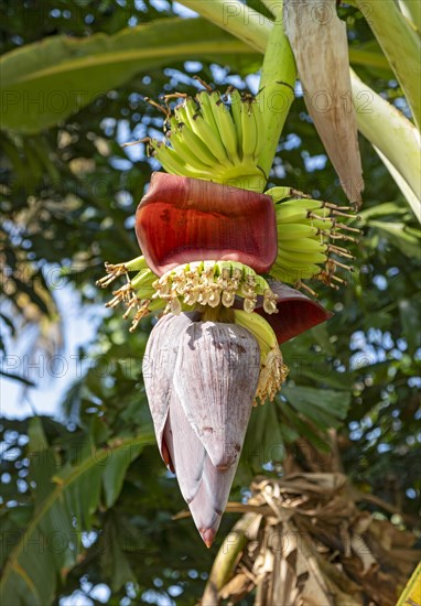 A close-up of a banana tree in bloom, Kerala, India, Asia