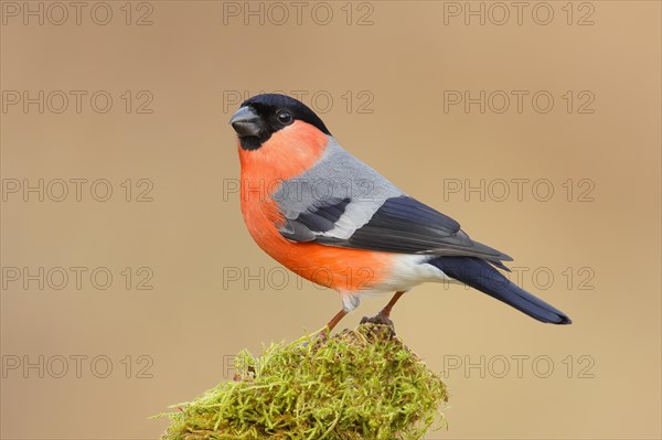 Eurasian bullfinch (Pyrrhula pyrrhula), male, sitting on a branch overgrown with moss, Wildlife, Animals, Birds, Siegerland, North Rhine-Westphalia, Germany, Europe