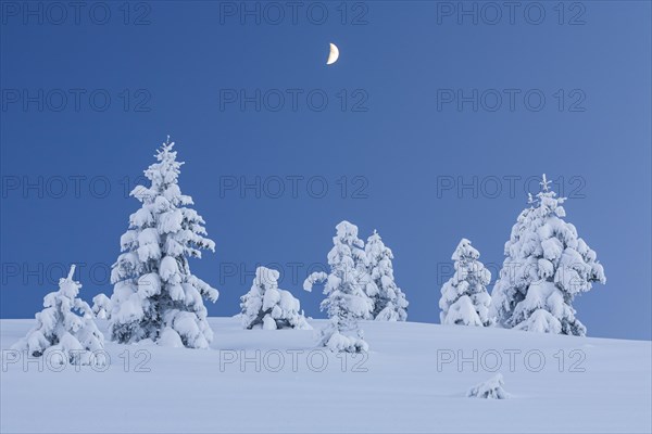 Snow-covered fir trees with moon, twilight, winter, Ammergau Alps, Upper Bavaria, Bavaria, Germany, Europe