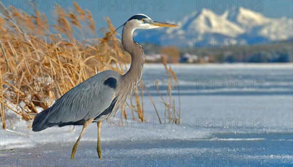 KI generated, animal, animals, bird, birds, biotope, habitat, one, individual, water, reed, winter, snow, blue sky, foraging, wildlife, seasons, heron, little blue heron (Egretta caerulea), Florida, Mexico, ice, Central America