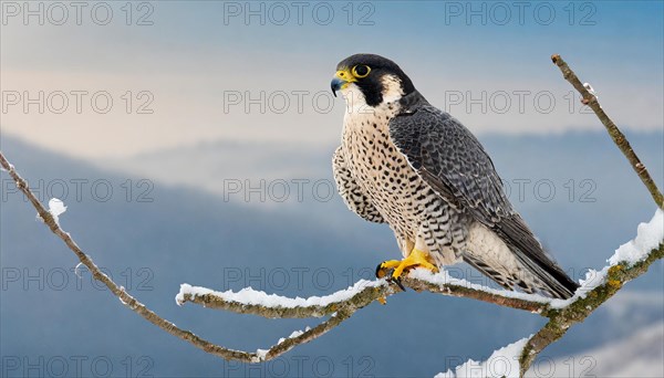 Ai generated, animal, animals, bird, birds, biotope, habitat, one, individual, sits, branch, perch, summer, peregrine falcon (Falco peregrinus) blue sky, ice, snow, winter