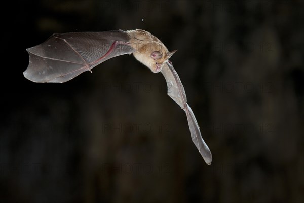 Greater horseshoe bat (Rhinolophus ferrumequinum) in flight, bat threatened with extinction in Germany, Northern Bulgaria, Bulgaria, Europe