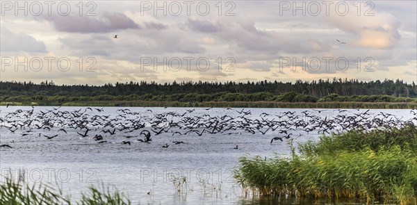 Flock of great cormorant (Phalacrocorax carbo) on the run, Filso Nature Reserve, Henne Kirkeby, Syddanmark, Denmark, Europe