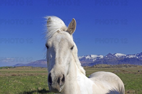 White Icelandic horse looks curiously into the camera, wide landscape and snow-covered mountains, Selfoss, Iceland, Europe