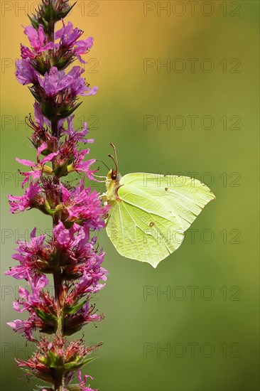 Brimstone (Gonepteryx rhamni) feeding on a flower of purple loosestrife (Lythrum salicaria), Wilden, North Rhine-Westphalia, Germany, Europe