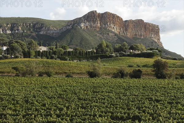 Vineyards in front of Cap Canaille, Cassis, Bouches-du-Rhone, Provence, France, Europe
