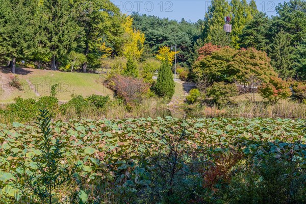 Landscape of lily pond at public park stairway on far shore and communication tower in background