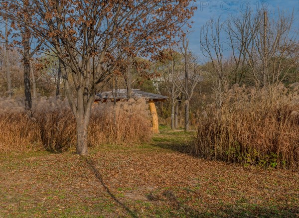 Walking path through autumn landscape of leafless trees growing in field of feather grass hiding covered picnic shelter in South Korea