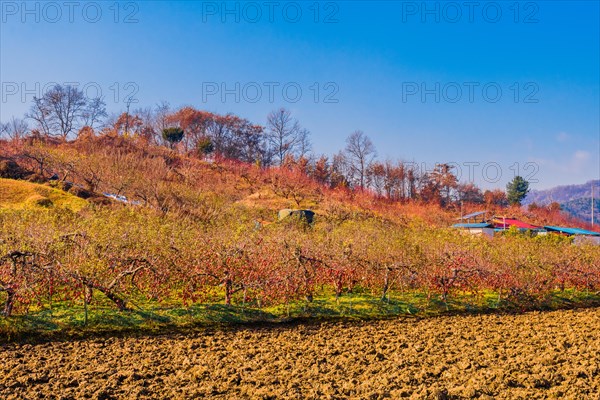 Rows of small apple trees on edge of vacant field under bright blue sky in South Korea