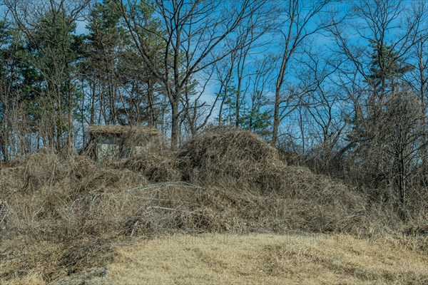 Small wooden shack covered with overgrown vines in grove of trees