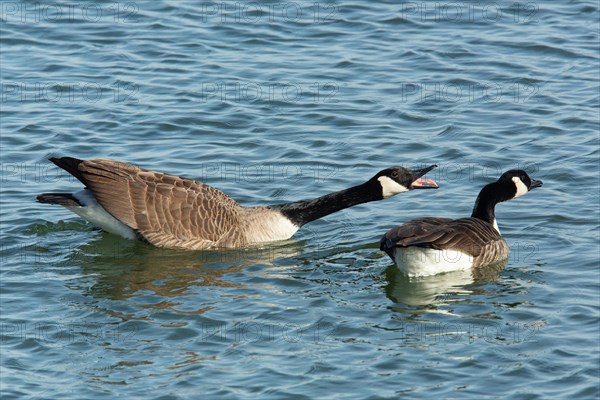 Canada goose two birds with open beak and stretched neck swimming side by side in water on the right