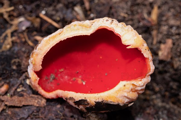 Austrian Goblet red fruiting body on soil