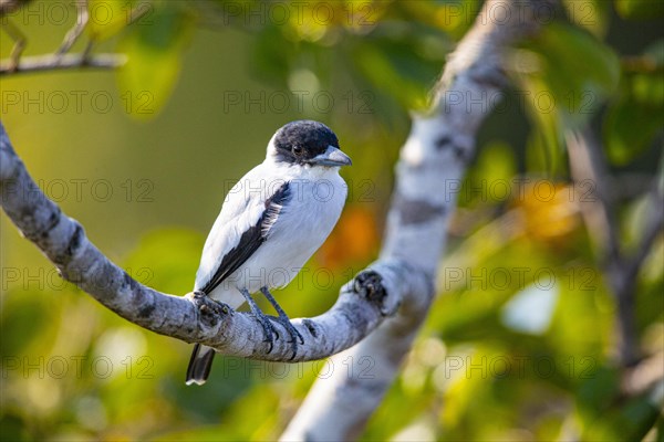 Black-crowned Tityra (Tityra inquisitor inquisitor) Pantanal Brazil
