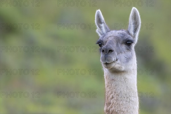 Guanaco (Llama guanicoe), Huanaco, adult, animal portrait, Torres del Paine National Park, Patagonia, end of the world, Chile, South America