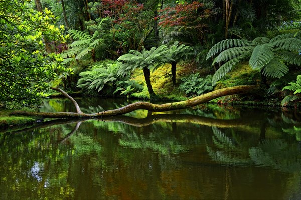 Tranquil pond reflects a fallen tree trunk and ferns, Terra Nostra Park, Furnas, Sao Miguel, Azores, Portugal, Europe