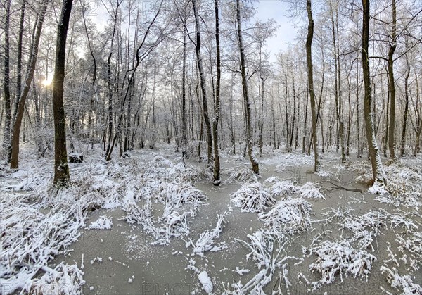 Alluvial forest in sunshine with ice and snow, at Lindensee, Ruesselsheim am Main, Hesse, Germany, Europe