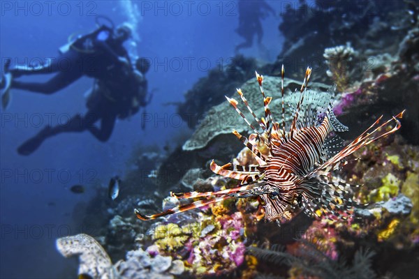 Lionfish, (Pterois miles), with diver, Wakatobi Dive Resort, Sulawesi, Indonesia, Asia