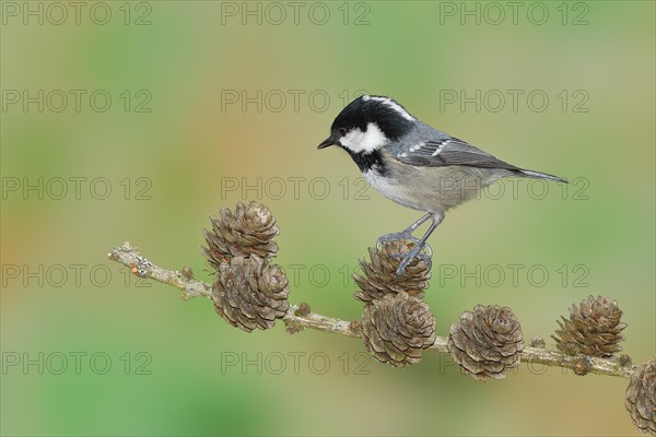 Coal tit (Parus ater), sitting on cones of a larch (Larix), Wilnsdorf, North Rhine-Westphalia, Germany, Europe