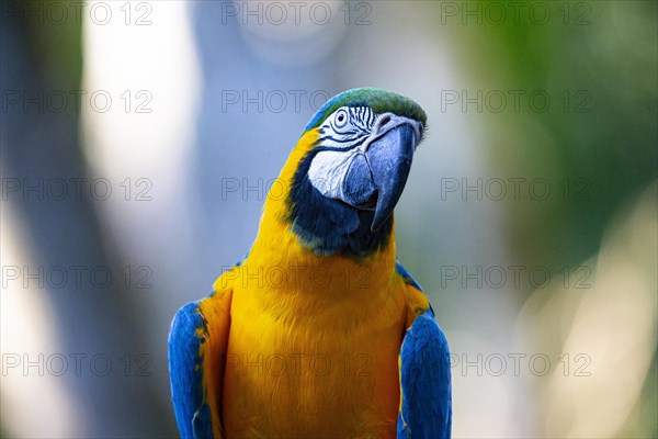 Blue and yellow macaw (Ara ararauna) Pantanal Brazil