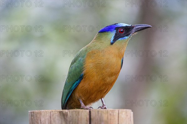 Blue-crowned motmot (Momotus momota) Pantanal Brazil