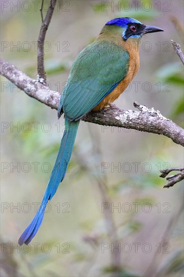 Blue-crowned motmot (Momotus momota) Pantanal Brazil