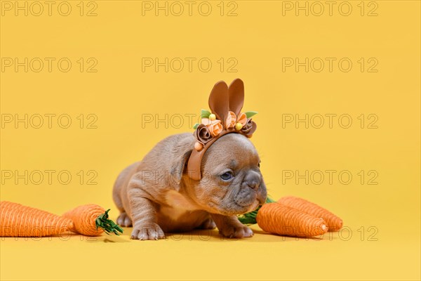 Tiny fawn French Bulldog dog puppy dressed up as Easter bunny with rabbit ears headband and carrots on yellow background