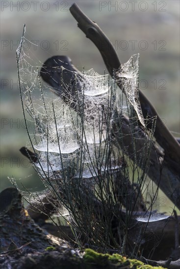 Cobwebs in the early morning with dewdrops, Ruesselsheim am Main, Hesse, Germany, Europe