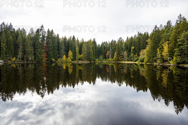 Lake and autumn forest, Mathisleweiher, near Hinterzarten, Black Forest, Baden-Wuerttemberg, Germany, Europe