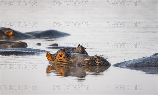 Hippopotamus (Hippopatamus amphibius) in water at sunset with reflection, adult, animal portrait, Sabie River, Kruger National Park, South Africa, Africa