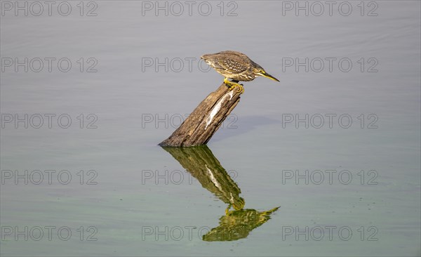 Mangrove heron (Butorides striata atricapilla), sitting on a tree stump in the water and lurking for prey, reflection, Kruger National Park, South Africa, Africa