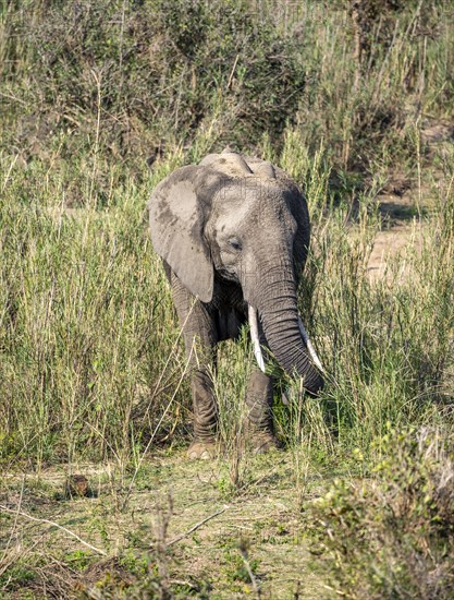 African elephant (Loxodonta africana), feeding on the banks of the Sabie River, Kruger National Park, South Africa, Africa