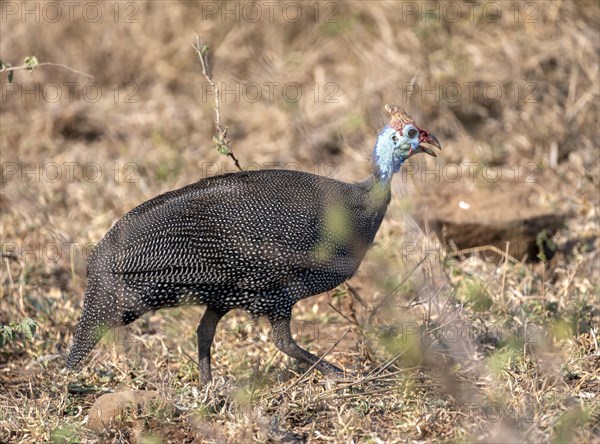 Helmeted guineafowl (Numida meleagris) in a dry meadow, Kruger National Park, South Africa, Africa