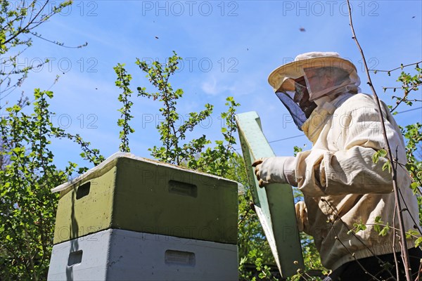 Beekeeper works on his hive